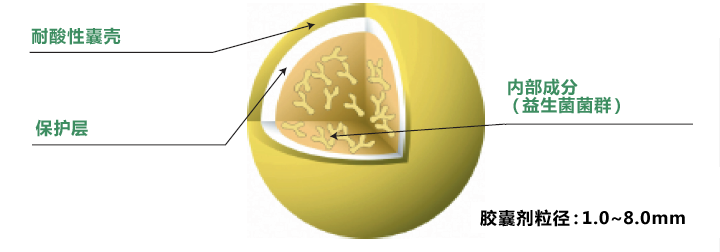 耐酸性囊壳 , 保护层,内部成分 (益生菌菌群) , 胶囊剂粒径：1.0~8mm