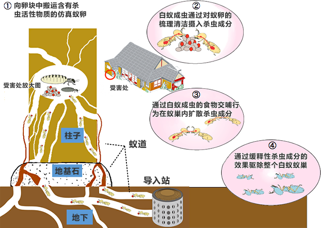 ①向卵块中搬运含有杀虫活性物质的仿真蚁卵 ②白蚁成虫通过对蚁卵的梳理清洁摄入杀虫成分 ③通过白蚁成虫的食物交哺行为在蚁巢内扩散杀虫成分 ④通过缓释性杀虫成分的效果驱除整个白蚁蚁巢