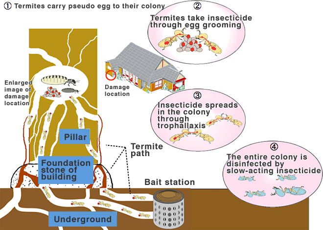 ①Termites carry pseudo egg to their colony ②Termites take insecticide through egg grooming ③Insecticide spreads in the colony through trophallaxis ④The entire colony is disinfected by slow-acting insecticide
