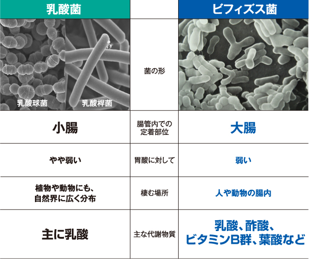 ご存知ですか？ビフィズス菌と乳酸菌の違い