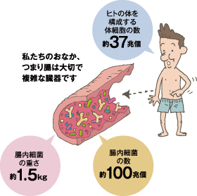 腸内で繰り広げられる、細菌たちの生存競争