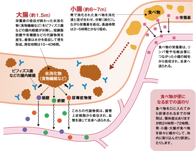 腸内フローラ最前線｜森下仁丹株式会社